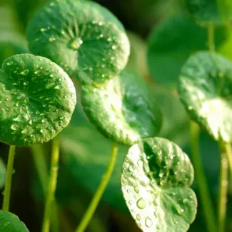 Gotu Kola